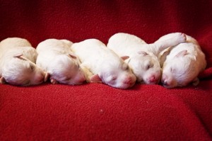 puppies_7311rs